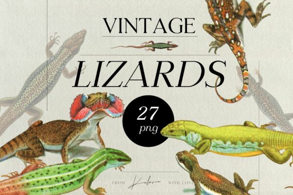 27款复古多彩蜥蜴海报设计装饰插画PNG免扣图片素材 Vintage Lizards – Retro Illustrations Set-第326期-