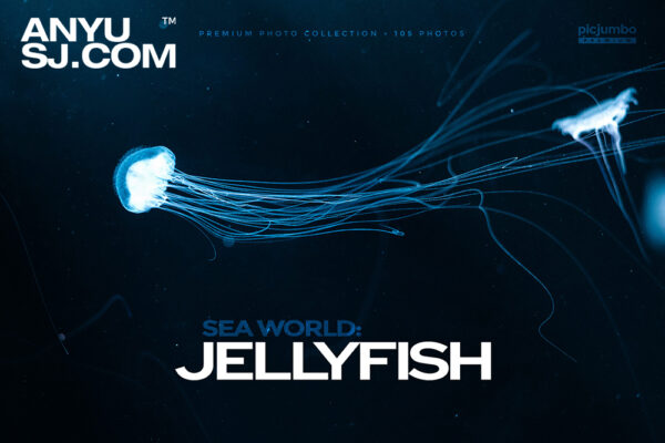 105款高清海洋夜光水母抽象艺术深海生物照片背景图片壁纸桌面设计套装Sea World Jellyfish-第5498期-